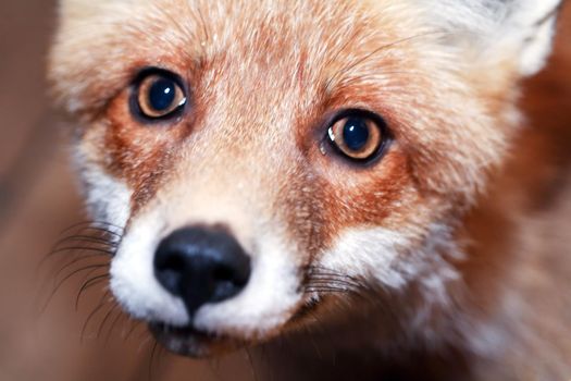 Portrait of a young beautiful fox with sad eyes