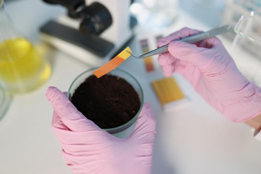 Hands hold litmus over a soil sample in the laboratory, close-up. Chemical analysis of the soil, test expertise