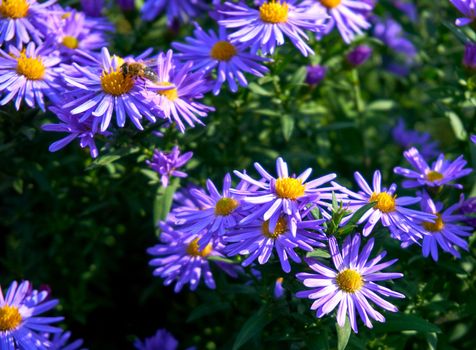 a plant of the daisy family that has bright rayed flowers, typically of purple or pink. Tender bush of autumn purple lilac blue asters october sky