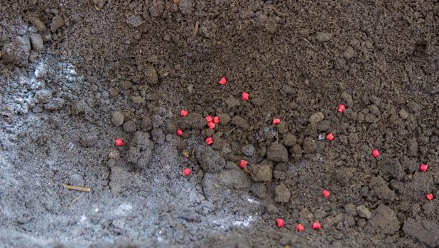 woman farmer sows beet seeds. selective focus