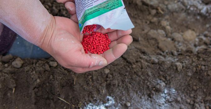 woman farmer sows beet seeds. selective focus