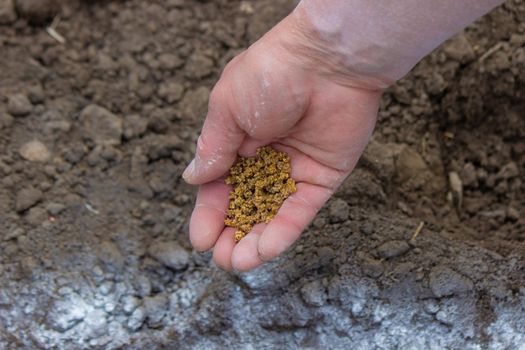 woman farmer sows beet seeds. selective focus