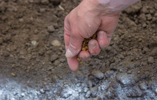 woman farmer sows beet seeds. selective focus