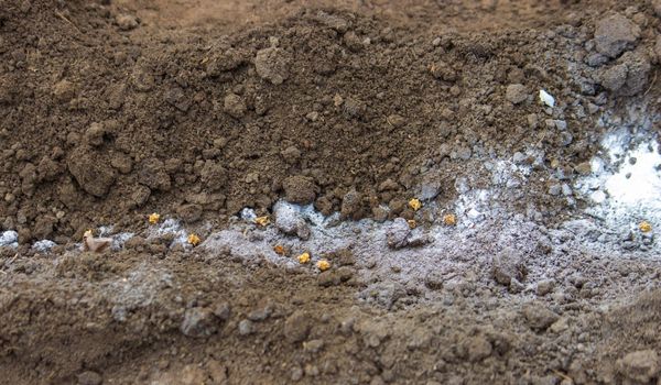 woman farmer sows beet seeds. selective focus