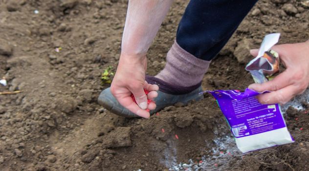 woman farmer sows beet seeds. selective focus