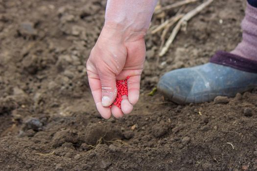 woman farmer sows beet seeds. selective focus