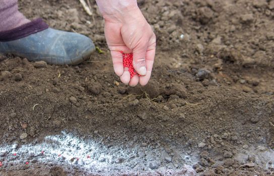 woman farmer sows beet seeds. selective focus