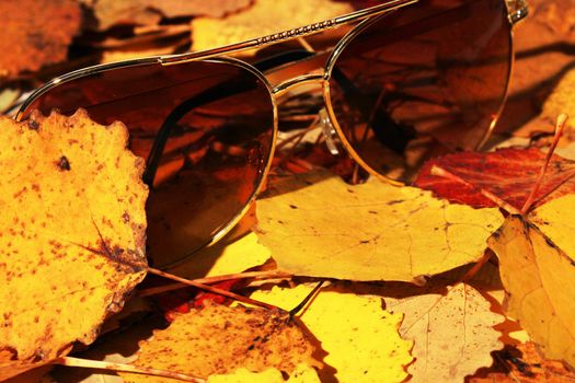 Sunglasses lie in the park against the background of autumn colorful leaves.