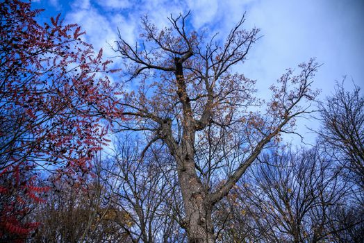 Low Angle View of Oak Tree Background in Autumn. Tree Top Shot from Below.