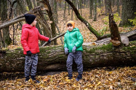 Two children boy and sibling brother in warm hats with backpacks looking examining tree bark while exploring forest nature and environment. sunny day during outdoor ecology school lessons