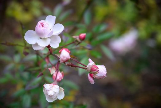 Close up Pink Damask Rose flower with blur background.