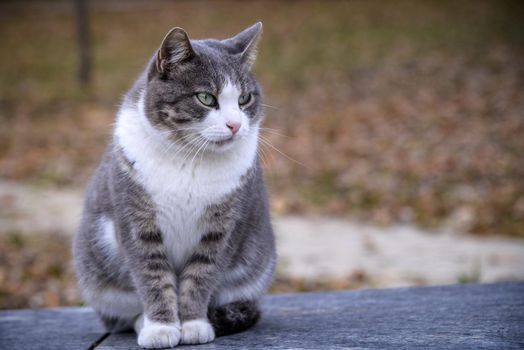 The cat looks to the side and sits on a green lawn. Portrait of a fluffy gray cat with green eyes in nature, close up. Siberian breed.