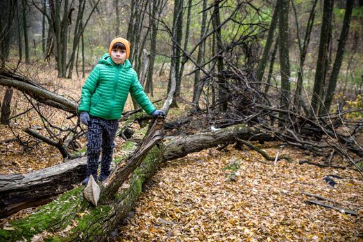 A child walking across a fallen tree going across a river in the woods. Boy spend weekend in autumn forest wearing warm colorful clothes.