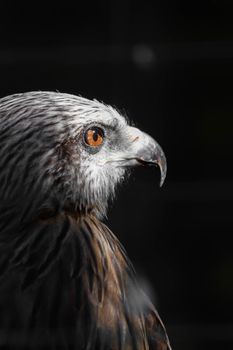 American eagle at the zoo. Hawk in captivity. Bird of the hawk family. American symbol of the nation.