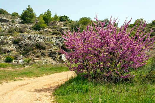 Blooming cherry tree in mountain hill in Greece. Spring view of the countryside in Penteli mountain.