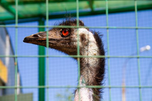 Ostrich close-up. The head of an ostrich. Bird in captivity. Zoo with the inhabitants of the savannas and deserts.