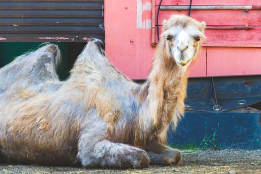 Camel on vacation. Bactrian camel lies on the ground. Animals in captivity. Zoo with wild animals.