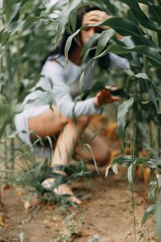 A brunette girl in a white dress in a cornfield. The concept of harvesting.