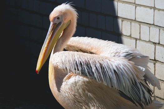 Large white pelican with pink plumage. Close-up portrait of a pink pelican.Bird in captivity. Zoo and animals.