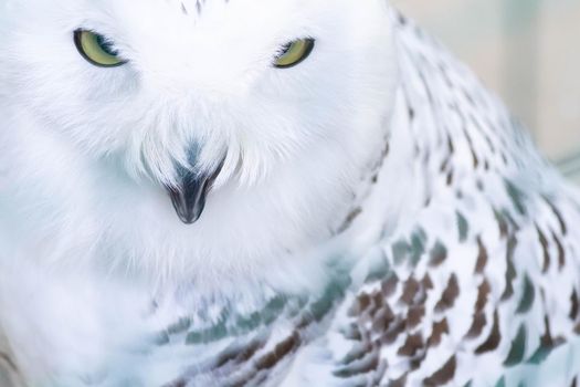 White northern owl. Close-up yellow eyes of a white snowy owl. Birds in captivity.