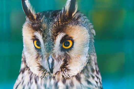 Owls in a cage at the zoo. Owl outdoors. A cute owl sits on a branch. Zoo with a collection of different species of owls and birds. A cute bird enjoying the first days of spring.