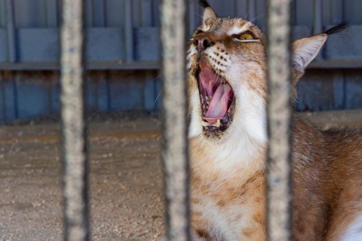 Lynx in captivity. Wild lynx in a cage. Beautiful portrait of a lynx looking into the distance.