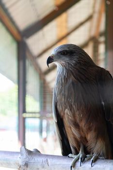 American eagle at the zoo. Hawk in captivity. Bird of the hawk family. American symbol of the nation.