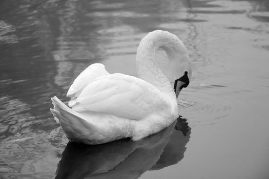 Black and white photo. A swan swims on a pond on a foggy autumn morning