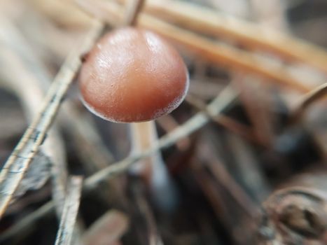 Mushrooms grown in a the autumn forest