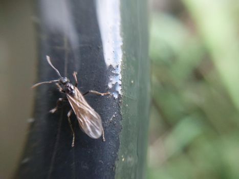 Insects crawl in nature in a the garden