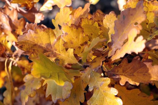 Yellow-red oak leaves in the autumn forest. Autumn background