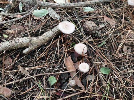 Mushrooms grown in a the autumn forest