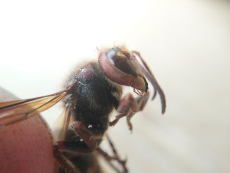 Body of a large yellow wild the wasp
