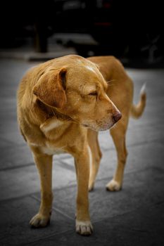 Yellow innocent young dog sitting laying on the ground and looking at owner sadly and innocently