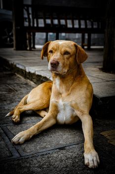 Yellow innocent young dog sitting laying on the ground and looking at owner sadly and innocently