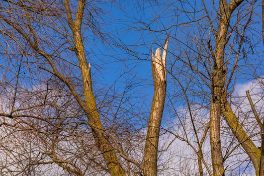 Sunshine after the strong winter storm shows the forest damage and tree breakage
