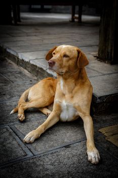 Yellow innocent young dog sitting laying on the ground and looking at owner sadly and innocently