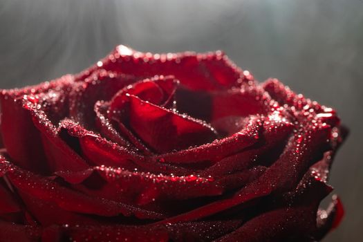 Blooming red rose bud in water drops and mist close-up on a black background, use as background, wallpaper, greeting card