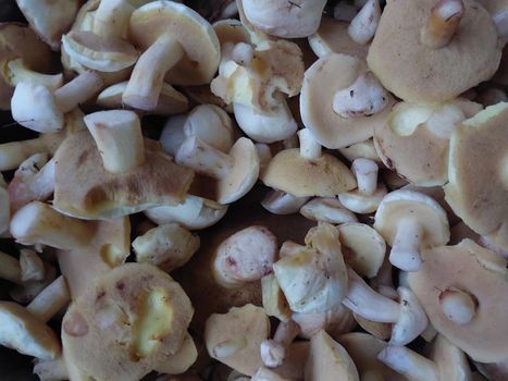 Mushrooms grown in a the autumn forest