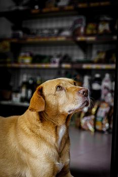 Yellow innocent young dog sitting laying on the ground and looking at owner sadly and innocently