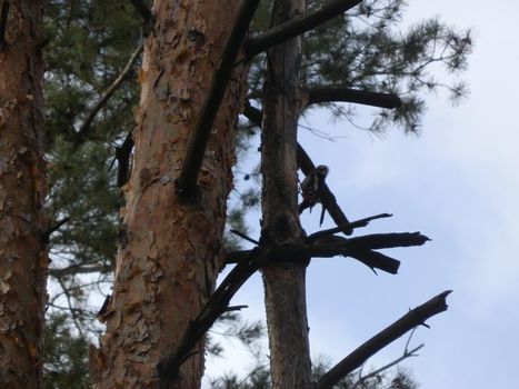 The woodpecker knocks on the tree with its the beak