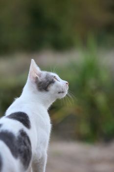 White beautiful cat profile close up modern background high quality big size prints