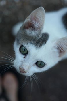 White beautiful cat profile close up modern background high quality big size prints