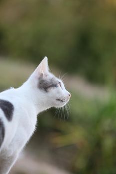 White beautiful cat profile close up modern background high quality big size prints