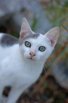 White beautiful cat profile close up modern background high quality big size prints