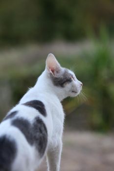 White beautiful cat profile close up modern background high quality big size prints