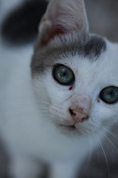 White beautiful cat profile close up modern background high quality big size prints