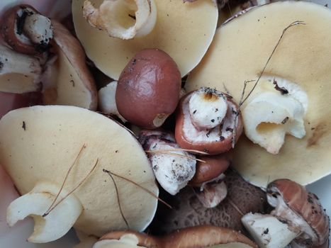 Mushrooms grown in a the autumn forest