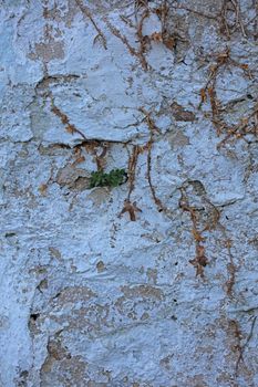 Abandoned wall with dead roots close up vintage village background high quality big size prints