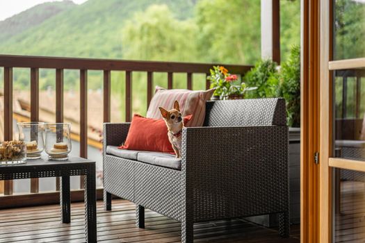 An old toy terrier sits on a wicker sofa on a cozy terrace. Pets at home concept